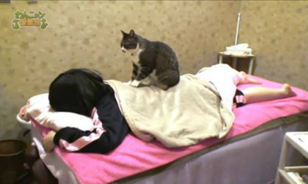 Cat Massage – Only in Japan!