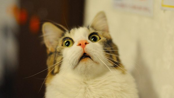 Cat surprised